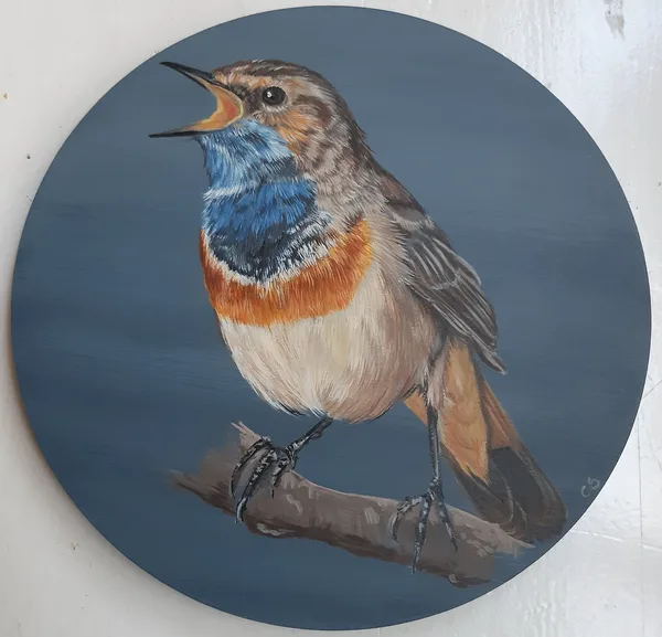 Blauwborst