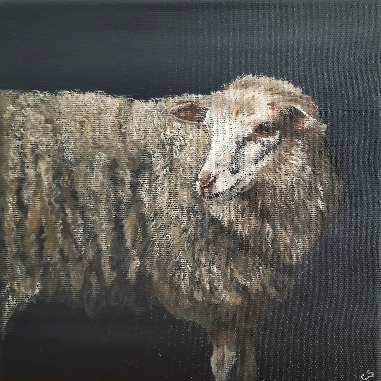 Schaap