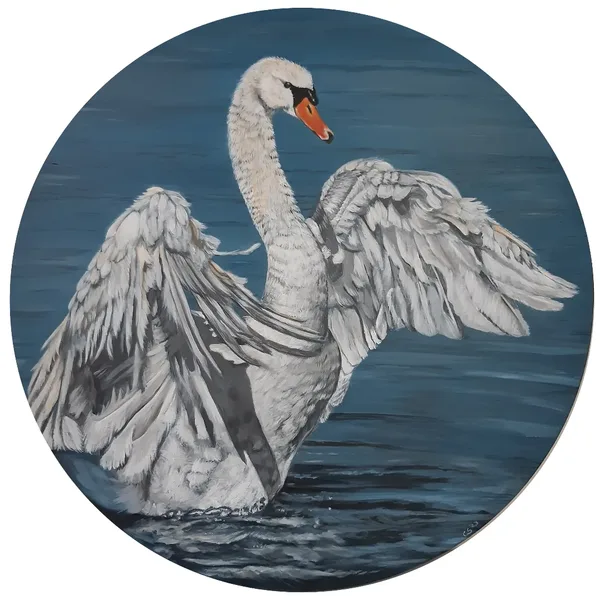 Zwaan
