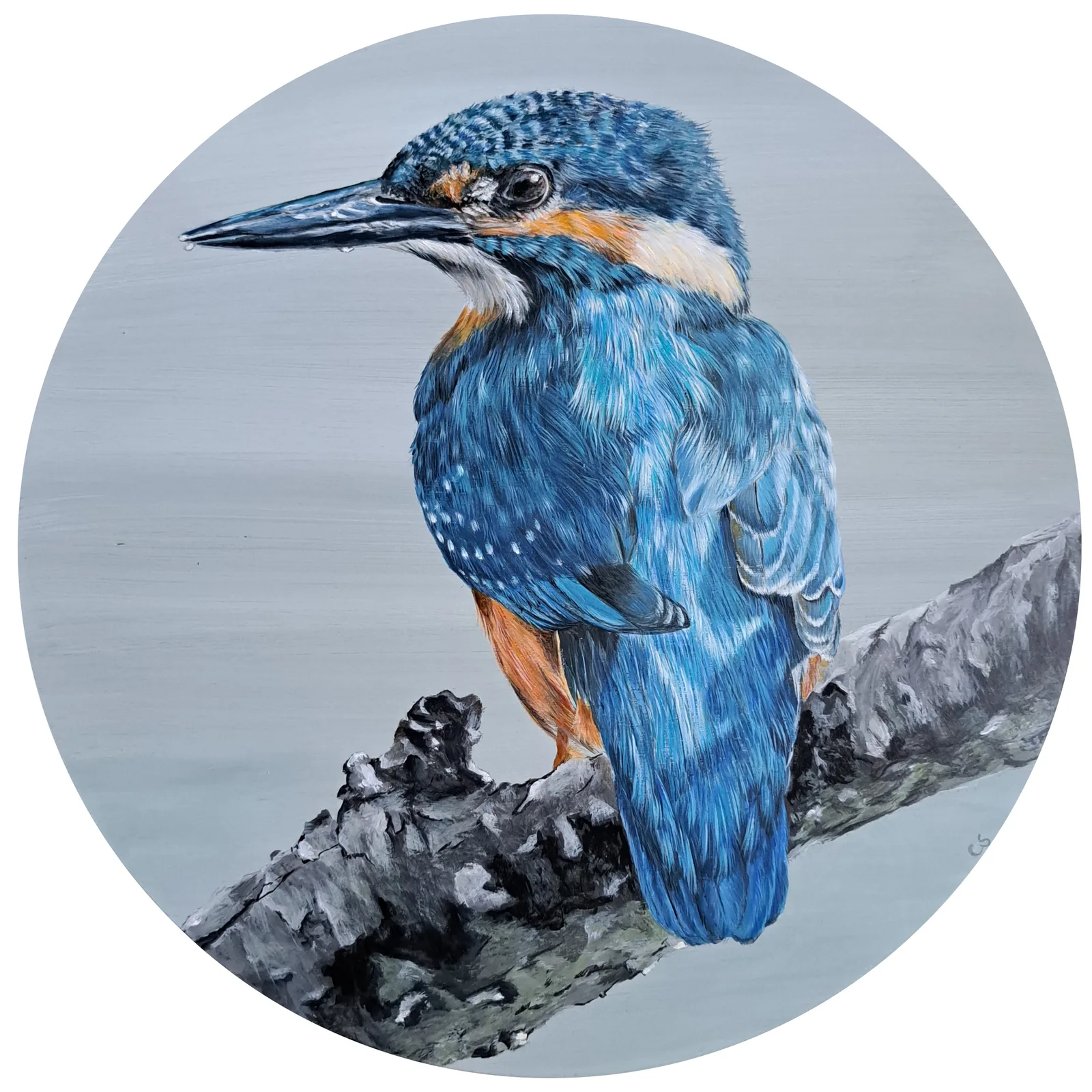 IJsvogel